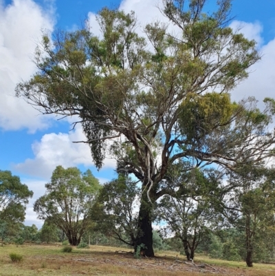 Eucalyptus melliodora (Yellow Box) at Yass River, NSW - 7 Apr 2024 by SenexRugosus