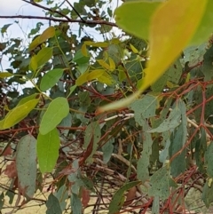 Eucalyptus melliodora at Rugosa - 7 Apr 2024
