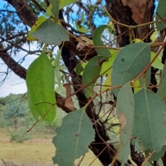 Eucalyptus melliodora at Rugosa - 7 Apr 2024