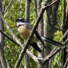 Rhipidura albiscapa (Grey Fantail) at QPRC LGA - 6 Apr 2024 by MatthewFrawley