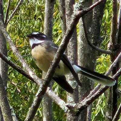 Rhipidura albiscapa (Grey Fantail) at QPRC LGA - 7 Apr 2024 by MatthewFrawley