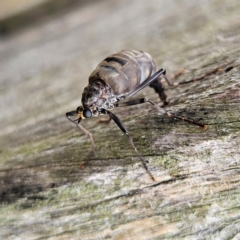 Boreoides subulatus (Wingless Soldier Fly) at QPRC LGA - 6 Apr 2024 by MatthewFrawley