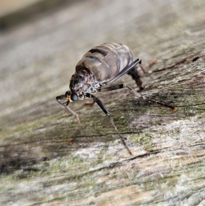 Boreoides subulatus (Wingless Soldier Fly) at Braidwood, NSW - 6 Apr 2024 by MatthewFrawley