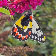 Delias aganippe (Spotted Jezebel) at Braidwood, NSW - 7 Apr 2024 by MatthewFrawley