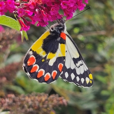 Delias aganippe (Spotted Jezebel) at QPRC LGA - 7 Apr 2024 by MatthewFrawley