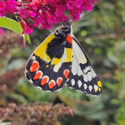 Delias aganippe (Spotted Jezebel) at Braidwood, NSW - 7 Apr 2024 by MatthewFrawley