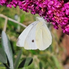 Pieris rapae (Cabbage White) at QPRC LGA - 7 Apr 2024 by MatthewFrawley