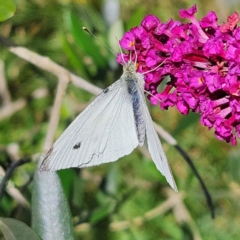 Pieris rapae at QPRC LGA - 7 Apr 2024 11:47 AM