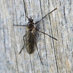 Boreoides subulatus (Wingless Soldier Fly) at QPRC LGA - 7 Apr 2024 by MatthewFrawley