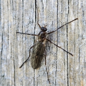 Boreoides subulatus at QPRC LGA - 7 Apr 2024