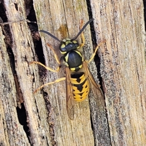 Vespula germanica at QPRC LGA - 7 Apr 2024