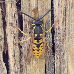 Vespula germanica at QPRC LGA - 7 Apr 2024