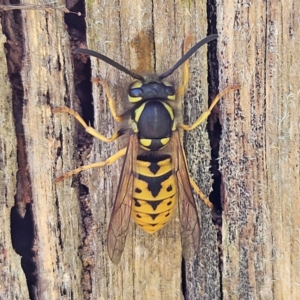 Vespula germanica at QPRC LGA - 7 Apr 2024