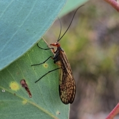 Chorista australis (Autumn scorpion fly) at Black Mountain - 7 Apr 2024 by melanoxylon