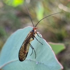 Chorista australis at Black Mountain - 7 Apr 2024 03:32 PM