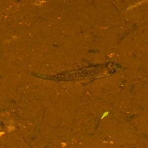 Macquaria australasica at Lower Cotter Catchment - 7 Apr 2024 08:45 PM