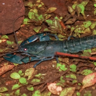 Cherax destructor at Uriarra Village, ACT - 7 Apr 2024 by Ct1000