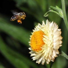 Apis mellifera (European honey bee) at ANBG - 7 Apr 2024 by TimL