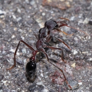 Myrmecia simillima at ANBG - 7 Apr 2024