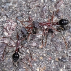 Myrmecia simillima at ANBG - 7 Apr 2024