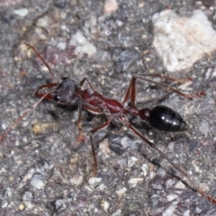 Myrmecia simillima at ANBG - 7 Apr 2024