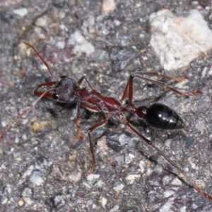 Myrmecia simillima at ANBG - 7 Apr 2024