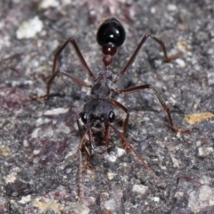 Myrmecia simillima at ANBG - 7 Apr 2024