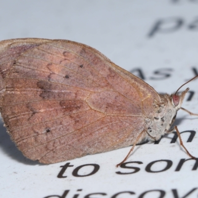 Heteronympha merope (Common Brown Butterfly) at ANBG - 7 Apr 2024 by TimL