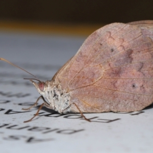 Heteronympha merope at ANBG - 7 Apr 2024