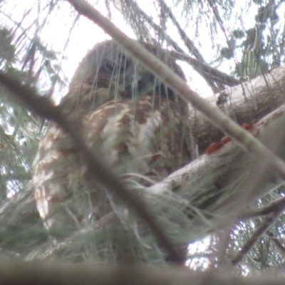 Ninox boobook (Southern Boobook) at Fyshwick, ACT - 7 Apr 2024 by Christine