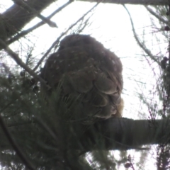 Ninox boobook at Jerrabomberra Wetlands - suppressed