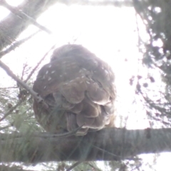 Ninox boobook at Jerrabomberra Wetlands - 7 Apr 2024