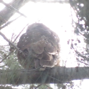 Ninox boobook at Jerrabomberra Wetlands - suppressed