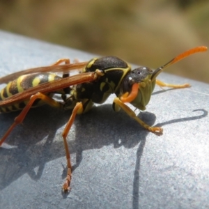 Polistes (Polistes) chinensis at Hume, ACT - 7 Apr 2024