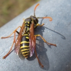 Polistes (Polistes) chinensis at Hume, ACT - 7 Apr 2024