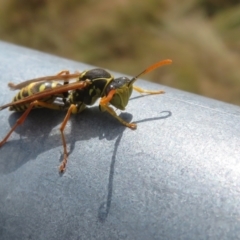 Polistes (Polistes) chinensis at Hume, ACT - 7 Apr 2024 12:54 PM