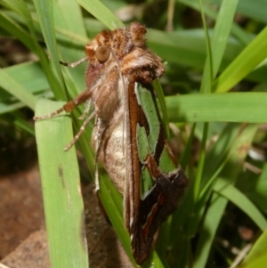 Cosmodes elegans at QPRC LGA - 7 Apr 2024