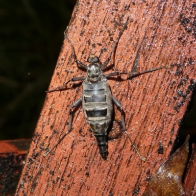 Boreoides subulatus (Wingless Soldier Fly) at Charleys Forest, NSW - 7 Apr 2024 by arjay