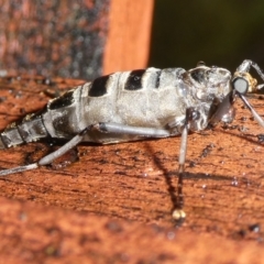 Boreoides subulatus at QPRC LGA - 7 Apr 2024