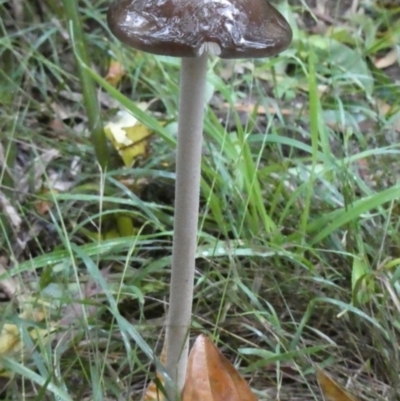 Oudemansiella 'radicata group' (Rooting shank) at Mongarlowe River - 5 Apr 2024 by arjay