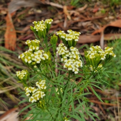 Tagetes minuta (Stinking Roger) at Bungonia, NSW - 7 Apr 2024 by trevorpreston