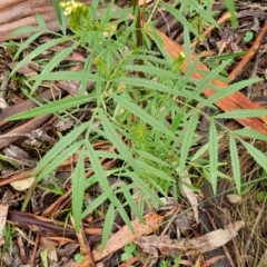 Tagetes minuta at Bungonia National Park - 7 Apr 2024 09:26 AM