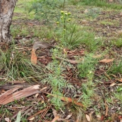 Tagetes minuta at Bungonia National Park - 7 Apr 2024