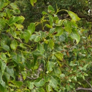 Brachychiton populneus at Bungonia National Park - 7 Apr 2024