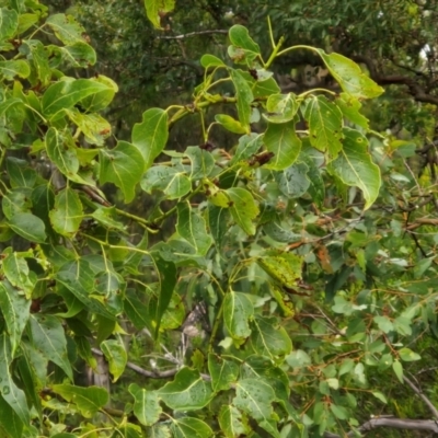 Brachychiton populneus (Kurrajong) at Bungonia National Park - 6 Apr 2024 by trevorpreston