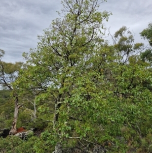 Brachychiton populneus at Bungonia National Park - 7 Apr 2024