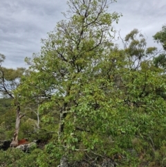 Brachychiton populneus at Bungonia National Park - 7 Apr 2024