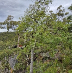 Brachychiton populneus at Bungonia National Park - 7 Apr 2024