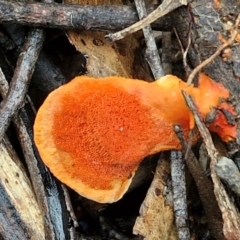 Trametes coccinea (Scarlet Bracket) at Bungonia National Park - 6 Apr 2024 by trevorpreston