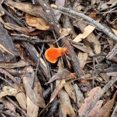 Trametes coccinea at Bungonia National Park - 7 Apr 2024